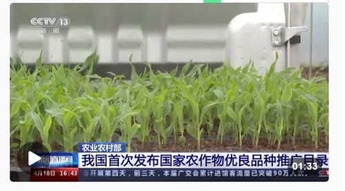 種業振興行動扎實推進，今年農作物種子供給充足保障糧食安全