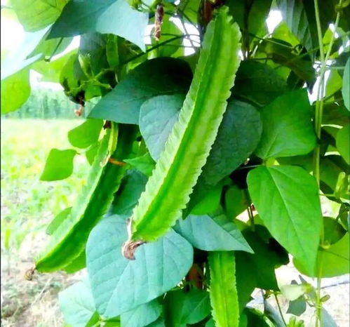 南方小眾蔬菜，北方人少見，卻全身是寶，你認識嗎？